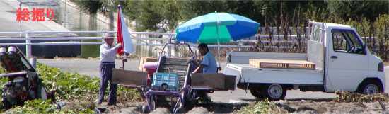 鳴門金時の収穫風景 鳴門金時の収穫風景